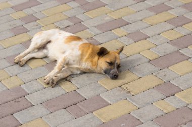 Küçük sokak köpeği bir sokakta huzur içinde uyu