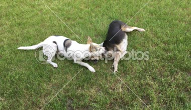 Açık oynarken siyah dişi köpek beyaz erkek genç çapraz-doğurmak köpek ısırıkları