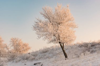 Kış sezonu, bir tepe üzerinde yabani kayısı ağacı