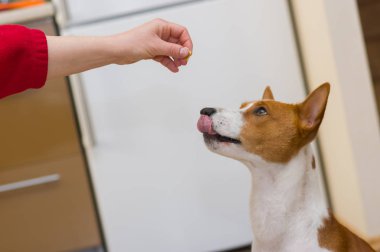 Bu ana aç alçaklık köpek küçük parça ekmek yemeye hazır sonuçlar vermek