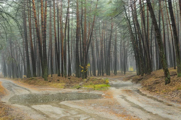 Yağmurlu çam ormanı Ukrayna çatal kumlu yollar