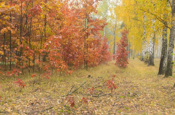 Jesienny Krajobraz Wilgotnym Lesie Klon Brzoza Ukrainie — Zdjęcie stockowe