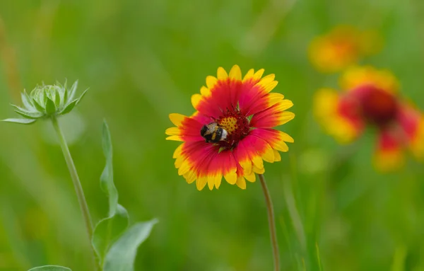 Indian blanket flower having bumblebee guest in the summer garden