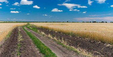 June Ukrayna kırsal manzara buğday alanları ve aralarındaki toprak yol