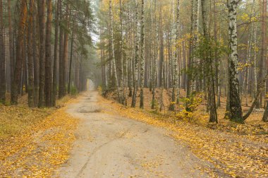 Sonbahar manzara orman - iki bölümü arasında kumlu yol ile çam ve bir huş ağacı