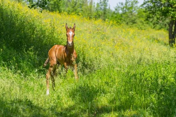 Молодой Любопытный Жеребенок Играет Летнем Пастбище — стоковое фото