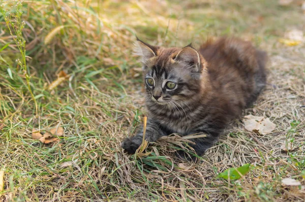 Tabby kitten looking with interest while playing outdoor