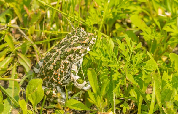 Stora Gröna Toad Gömmer Sig Fjädra Gräs — Stockfoto