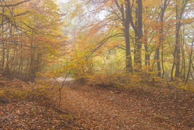 Sisli sonbahar gün Kırım ormandaki arka yol 