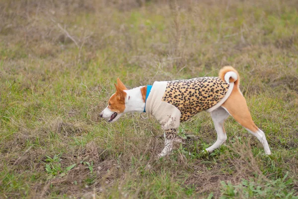 Basenji 狗穿着豹式大衣狩猎在秋季场 — 图库照片