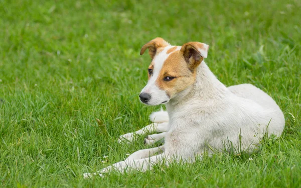 Adorable stray dog with sad eyes resting in spring grass