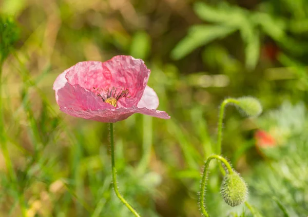 Pavot Sauvage Solitaire Dans Herbe Printemps — Photo