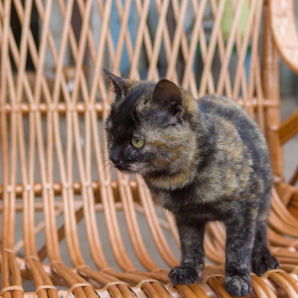 Молодий Кіт Шукає Розваги Плетених Меблях — стокове фото