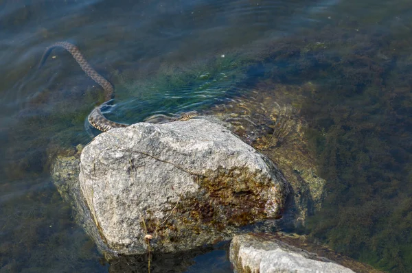 Serpiente Dados Natrix Tessellata Escondida Río Dnepr Sobre Una Piedra — Foto de Stock