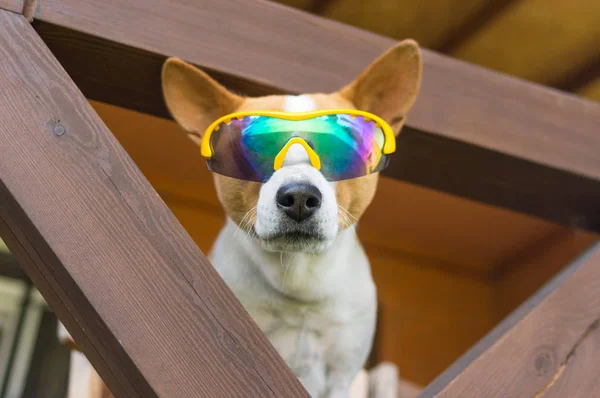 Retrato Basenji Cão Camaleão Óculos Sol Espreitando Para Fora Para — Fotografia de Stock