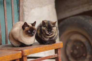 İki kedi (tekir ve siyam) eski bir sandalyede oturan ve dinlenme
