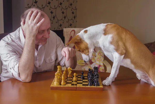 Umutsuzca bir satranç aile tournamen sonraki hamlede düşünüyorum akıllı alçaklık köpek