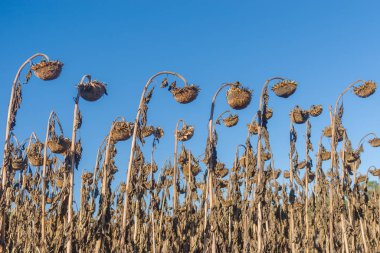 Olgun ayçiçeği sonbahar organik alanındaki satır Ukrayna hasat hazırdır