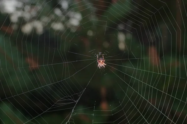 暗い森で彼のネット上の恐ろしいクモのイメージ — ストック写真