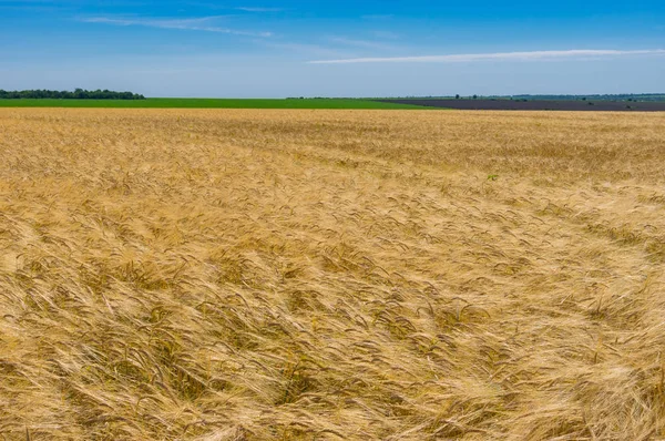 Ukrainische Landschaft Mit Weizenfeld Und Blauem Himmel Wolkenloser Himmel Juni — Stockfoto