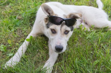 Yaz tatil taze yaz otların arasında olan cins köpek beyaz karışık