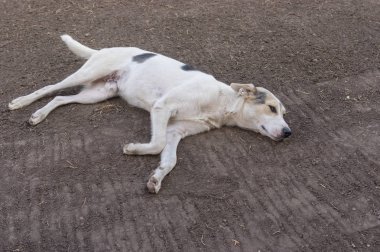 Yeryüzünde yalan dinlenme doğurmak köpek beyaz karışık