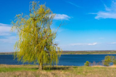 Yalnız ağlayan söğüt ağacının bir Dnepr bahar sezonu Merkez Ukrayna'da nehir üzerinde mavi bulutsuz gökyüzü karşı