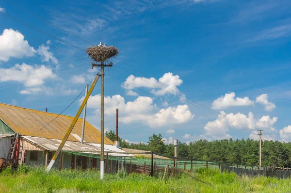 Kraju Krajobraz Stork Gnieżdżą Się Biegun Energii Elektrycznej Środkowej Ukrainie — Zdjęcie stockowe