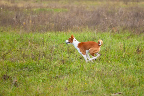 Basenji 개는가 필드에서 — 스톡 사진