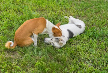 Alçaklık köpek avluda lideri kim tartışırken boyunda daha büyük köpek ısırıkları