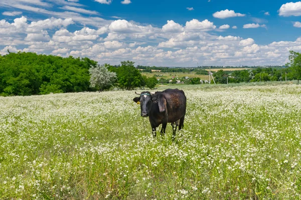 Paysage Avec Mignon Vache Enchaînée Sur Été Erigeron Annuus Champ — Photo