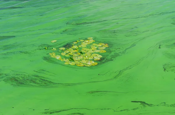 Kolonie Van Waterlelies Omgeven Door Cyanobacterias Dnipro Rivier Zomerseizoen — Stockfoto