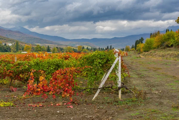 Crimean mountain landscape with vineyards at fall season