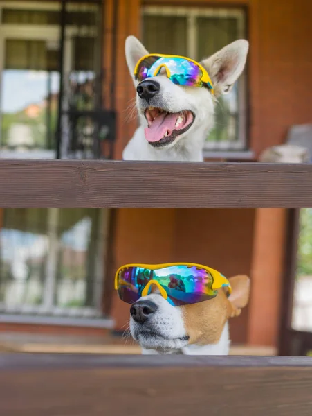 Retrato Cão Mestiço Branco Cão Basenji Óculos Sol Camaleão Espreitando — Fotografia de Stock
