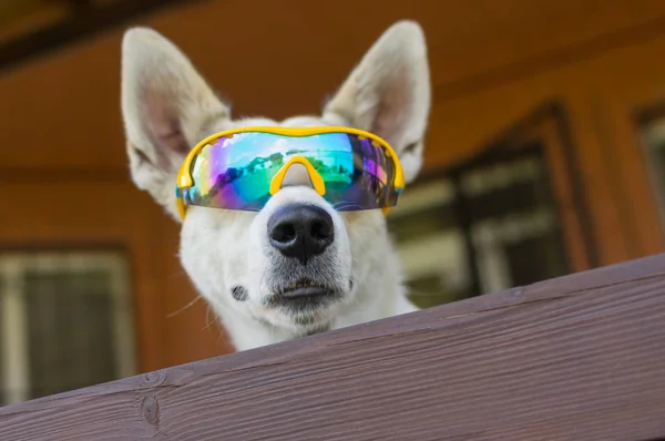 Портрет Білої Хрестоподібної Собаки Сонячних Окулярах Хамелеона Охороняють Будинок Визирає — стокове фото