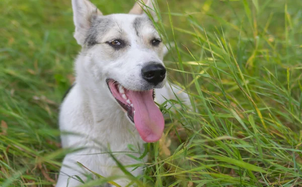 Jonge Hond Kruising Liggen Zomer Wild Gras — Stockfoto