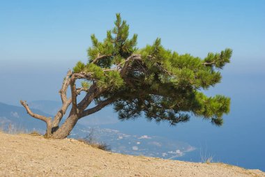 Yalta şehir Kırım Dağları'nda uçurumun kenarında büyüyen yalnız çam ağacı ile manzara