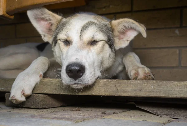 Grote Jonge Hond Slaapt Zijn Afgelegen Hoekje — Stockfoto