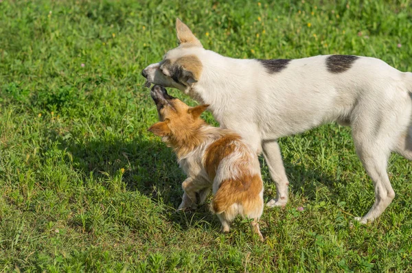 Small dog is trying to strip big dog of tasty bone