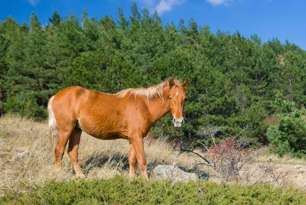 Magnifique Cheval Châtaignier Tatar Près Buisson Cynorrhodon Sauvage Saison Automnale — Photo