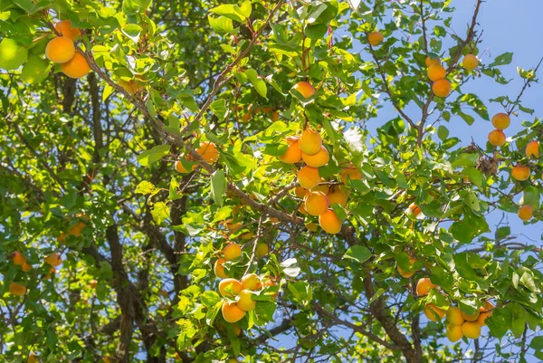Ώριμα Φρούτα Μια Άγρια Βιολογική Βερίκοκο Δέντρο Καλοκαίρι Στην Ουκρανία — Φωτογραφία Αρχείου