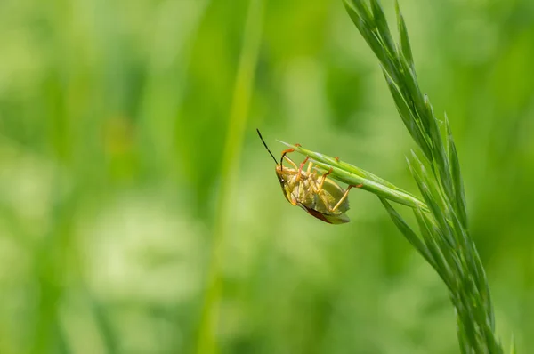 美しいサンザシ盾バグは自身の発射場から フライを開始する準備ができて — ストック写真