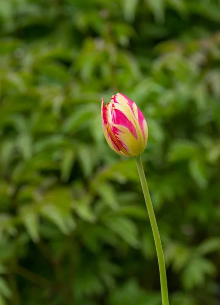 Piękny Tulipan Samotny Ciemnym Tle Rozmazany — Zdjęcie stockowe