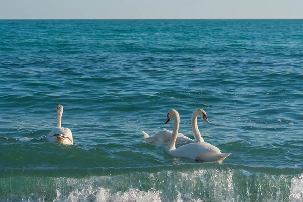 Sällsynt Händelse Tre Vit Svan Dopp Svarta Havet Krim — Stockfoto