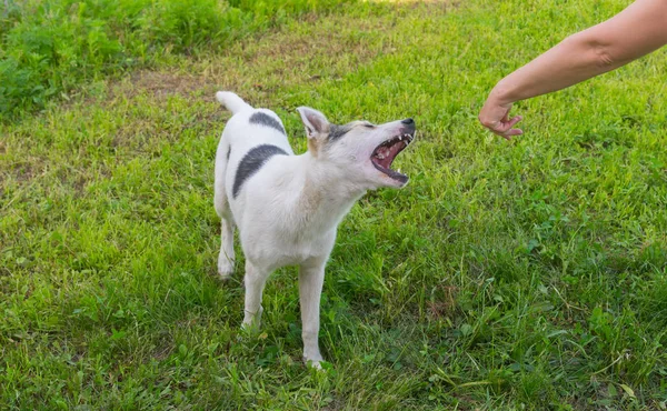 Anjing Ras Campuran Muda Mencoba Menggigit Tangan Manusia — Stok Foto