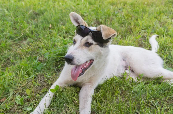 Misto Raça Cão Ter Feliz Férias Fresco Verão Grama — Fotografia de Stock