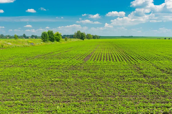 Agricultural Landscape Field Soybean Poltavskaya Oblast Ukraine — Stock Photo, Image