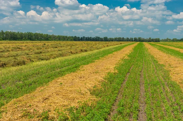 Summer Landscape Rows Mowed Hay Ukraine — Stock Photo, Image