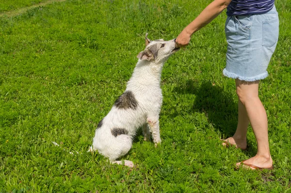 Maestro Alimentando Perro Joven Mientras Entrena Comandos Simples Aire Libre —  Fotos de Stock