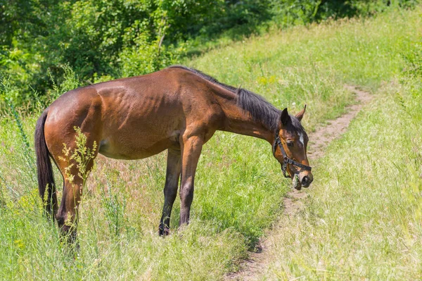 Μοναχικό Άλογο Γεύμα Στο Γρασίδι Φρέσκιες Καλοκαιρινές — Φωτογραφία Αρχείου
